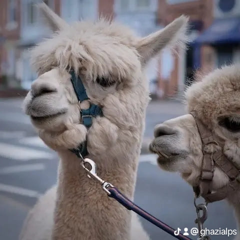 Animal Booking